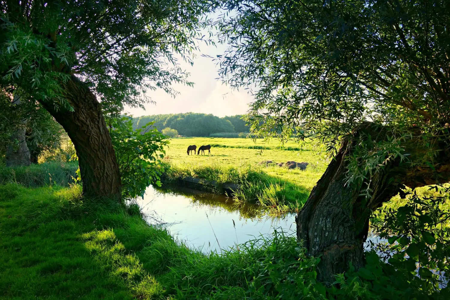 Pollard willows along a ditch, with horses in the sunny meadow behind